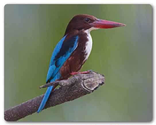  West Bengal State bird, White-throated kingfisher, Halcyon smyrnensis